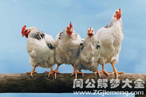 梦见四只鸡
