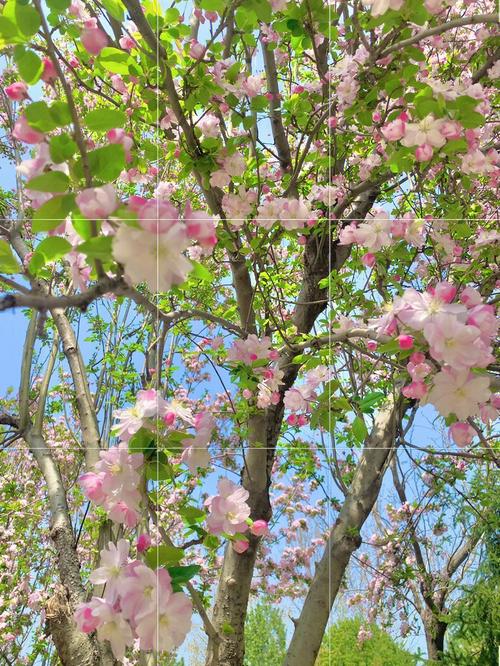 梦见茶花开周公解梦,梦见茶花开是什么意思?