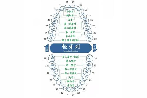 牙齿算命 28颗牙齿的人命理如何