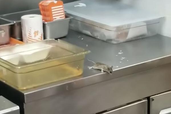 梦见大老鼠掉饭锅里