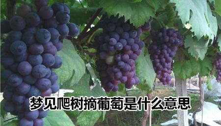 梦见摘葡萄是什么征兆