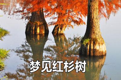 梦见红杉树怎么回事