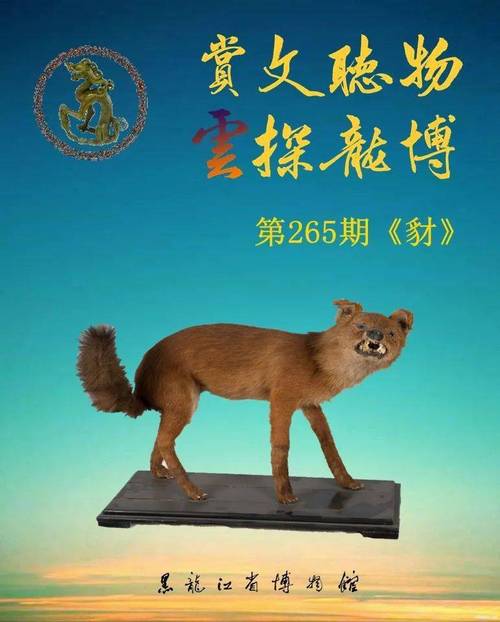 三十六生肖论命解析之豺