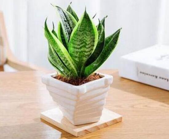 属虎适合养什么植物,属虎人家里摆放什么植物好