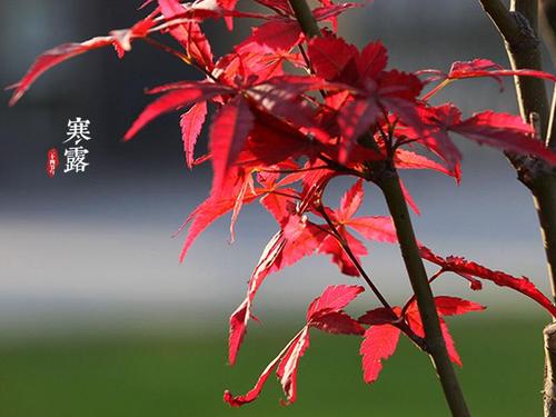 寒露日可以上坟吗？寒露上坟扫墓要注意什么？