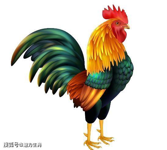 生肖鸡致命的诱惑有啥