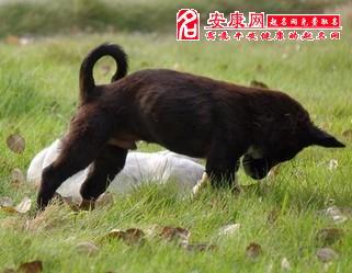 孕妇梦见黑狗追自己