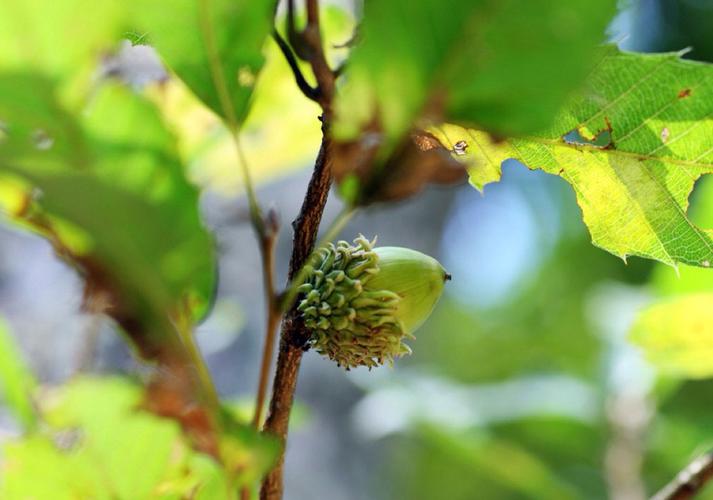 植物花语:橡树的花语是什么?