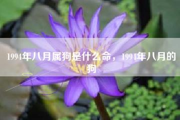 八月 给属狗的一句话忠告