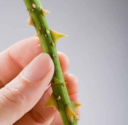 梦见带刺的花是什么意思