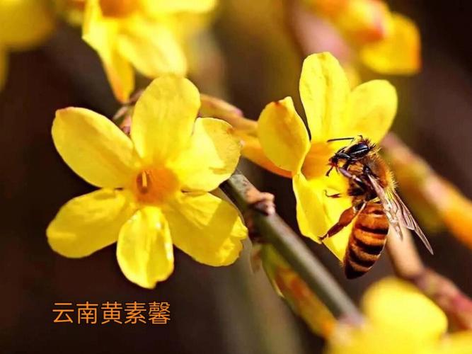 迎春花的资料大全,迎春花的特点是什么