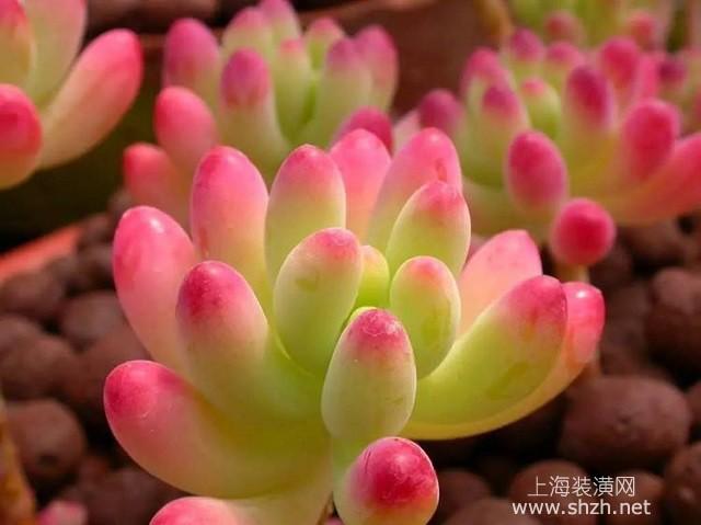 女人梦到多肉植物是怎么一回事