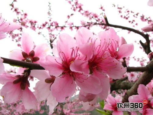 桃花艳遇源源不断的生肖大全