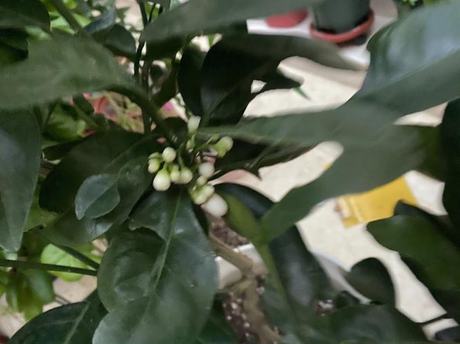 梦见自己家橘子树开花结果