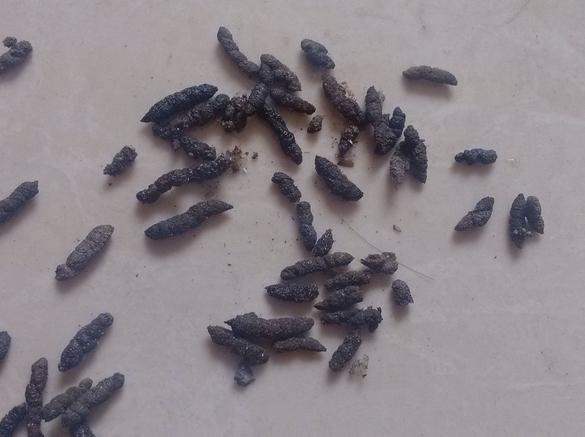 梦见老鼠屎很多是什么意思