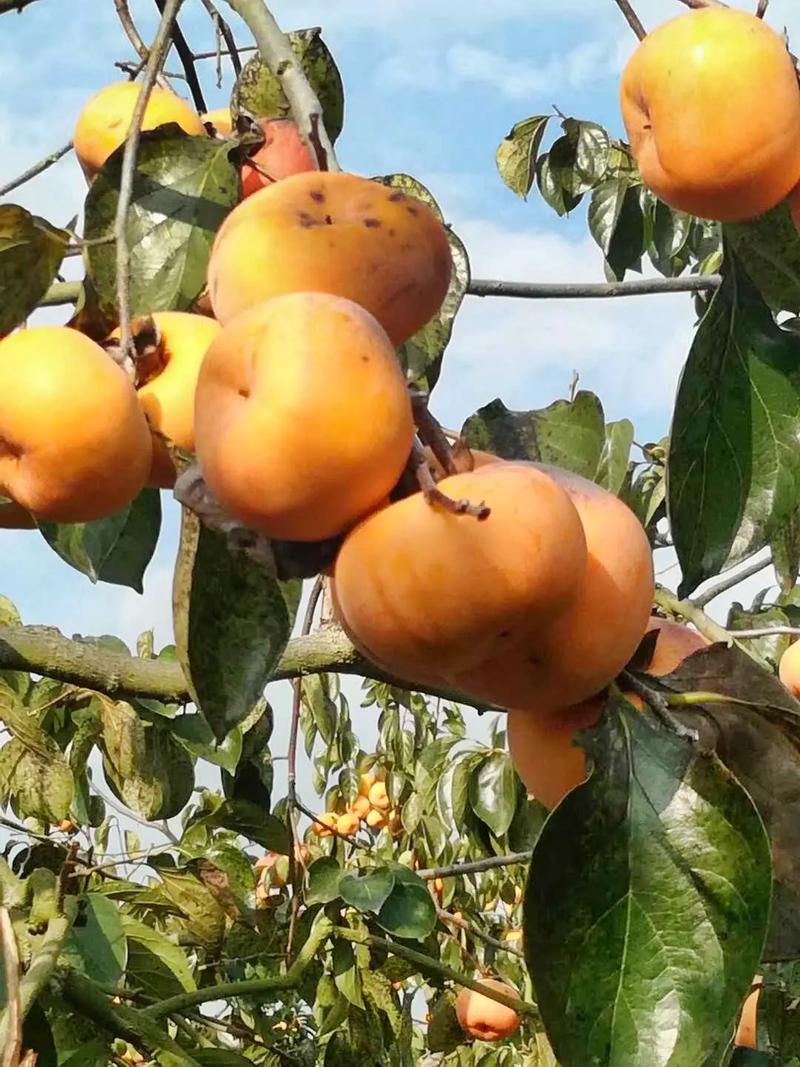 梦见柿饼树