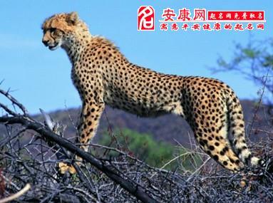 梦见虎豹