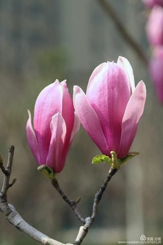 二乔玉兰的花语是什么?