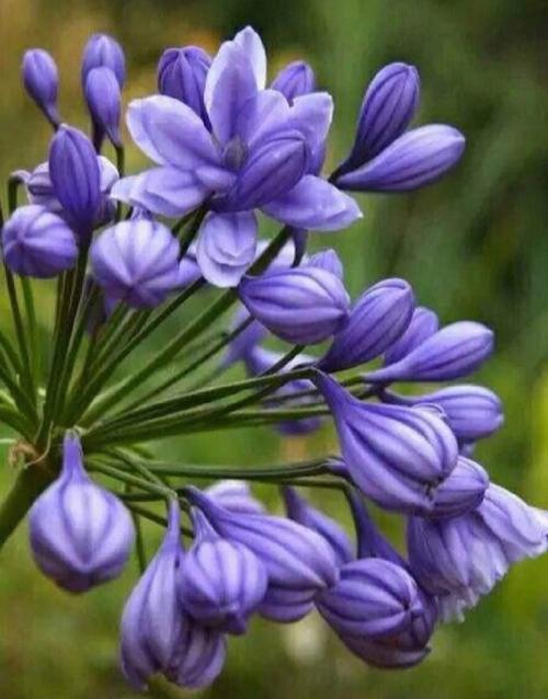 花语大全:百子莲花语是什么?