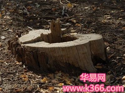 梦见自己挖树