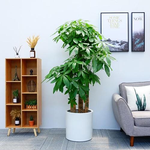 办公室办公桌植物摆放风水禁忌
