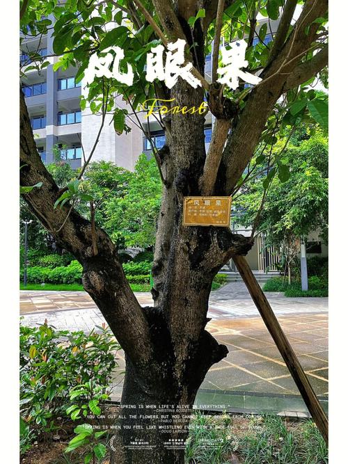 门前有两棵树风水如何