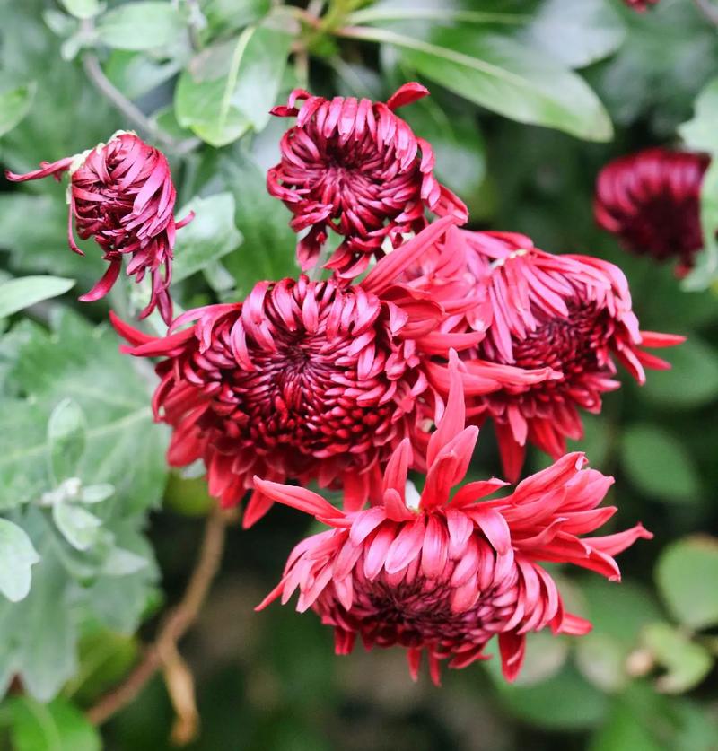 菊花花语是什么?菊花花语有哪些?