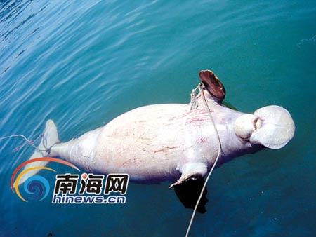 梦见猪吞鱼 梦见大鱼被猪吃了