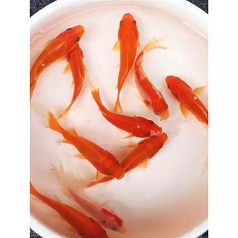 养风水鱼