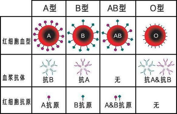 ABO血型的特点