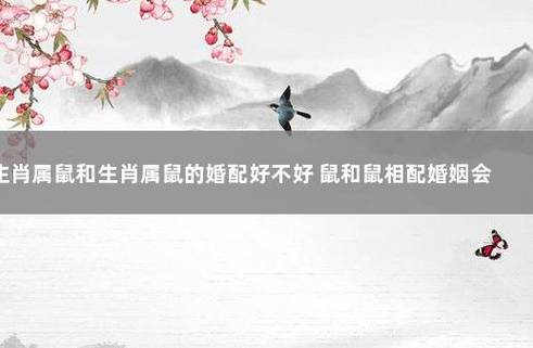属鼠人的婚姻之路