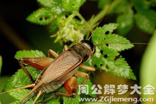 梦见蛐蛐是什么意思
