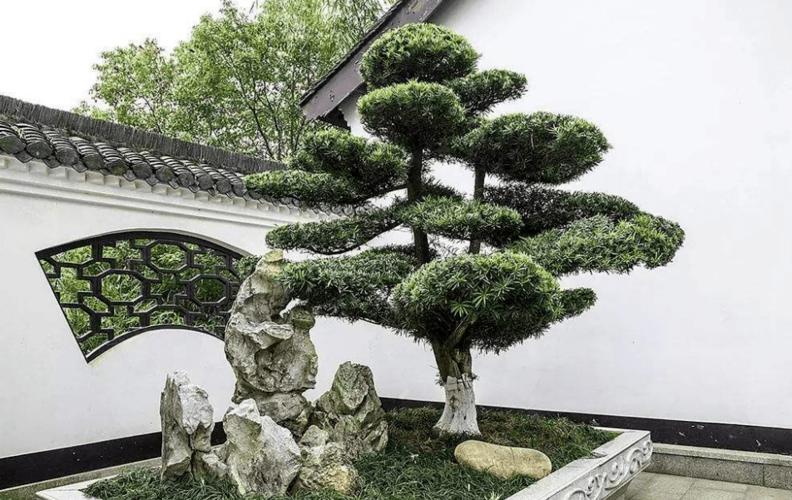 门前种棕榈树风水好吗?门前还有哪些树不能种?