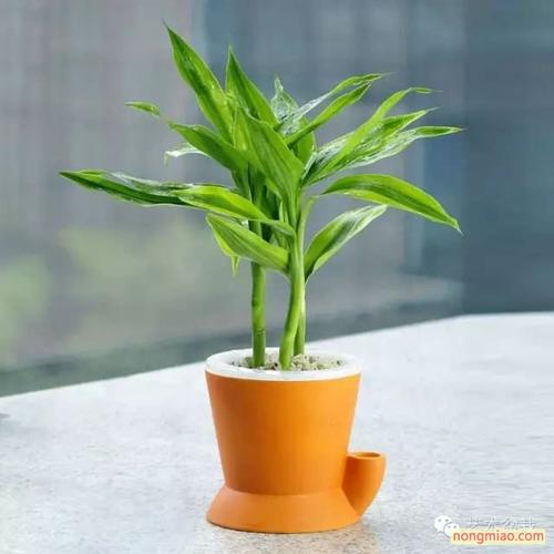 卧室房间的植物怎样摆放才能转运