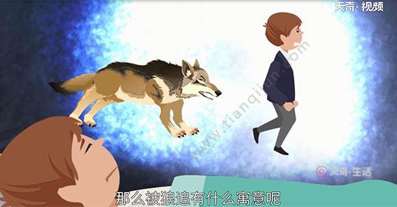 梦见狼一直追我
