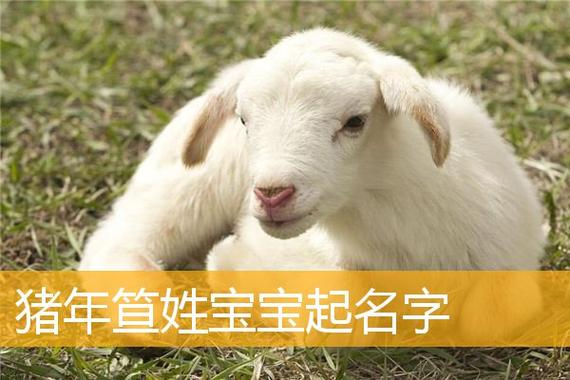 六月出生的猪宝宝取名