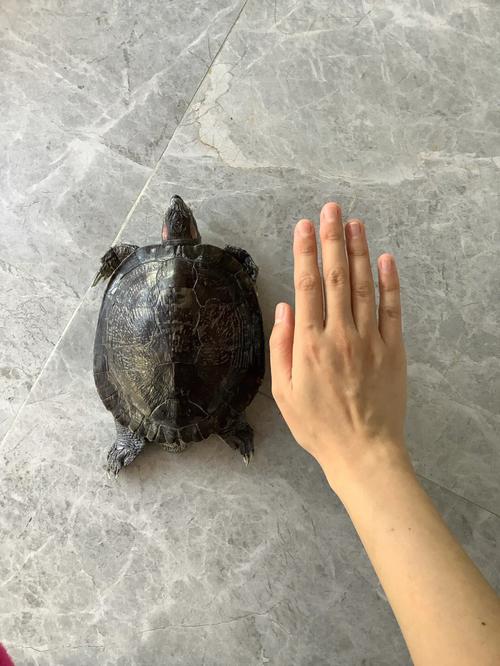 梦见一只大乌龟来我家