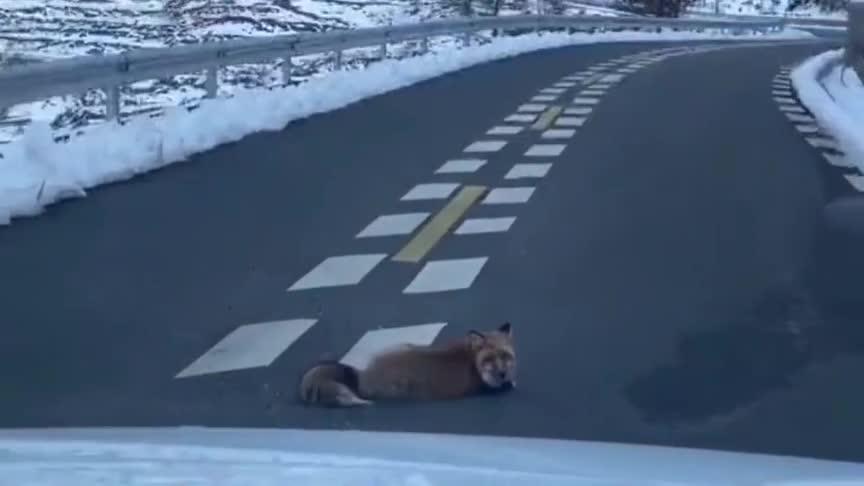 猫拦路必有缘故