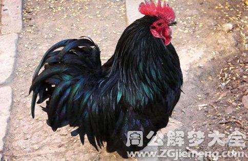 梦见黑色的鸡什么预兆