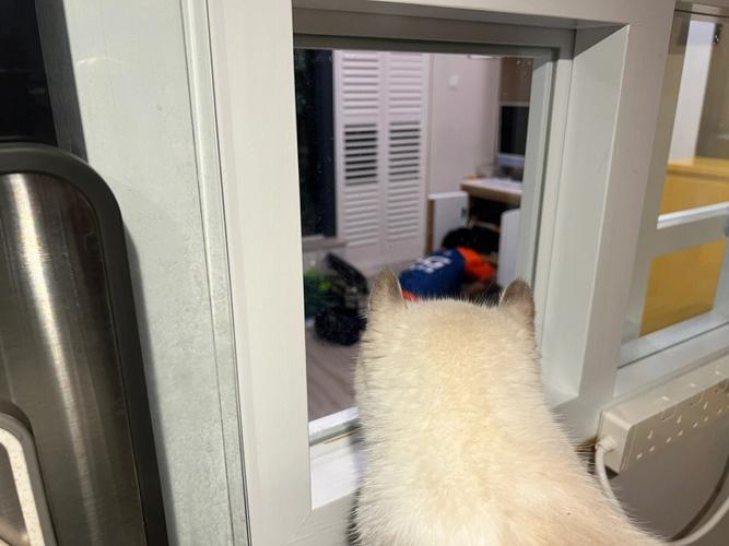 猫到家里来是什么征兆