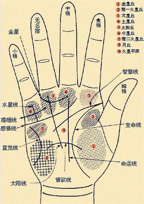 如何看手相算命图解女性
