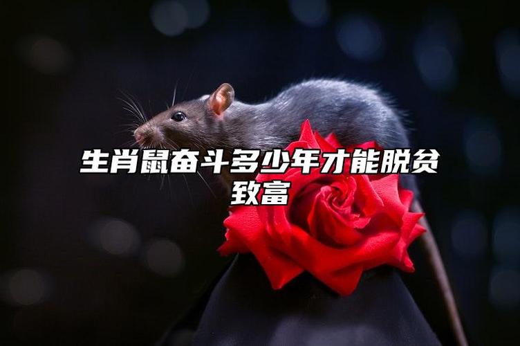 生肖鼠奋斗多少年才能脱贫致富