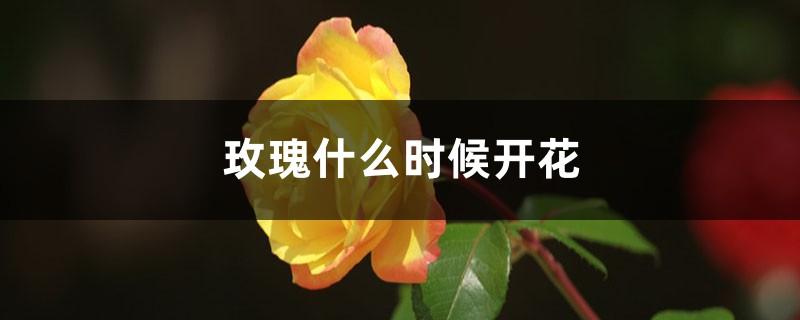 玫瑰花什么时间开花?