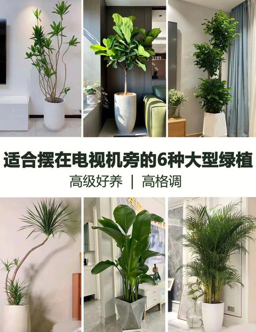 电视柜适合摆放什么植物