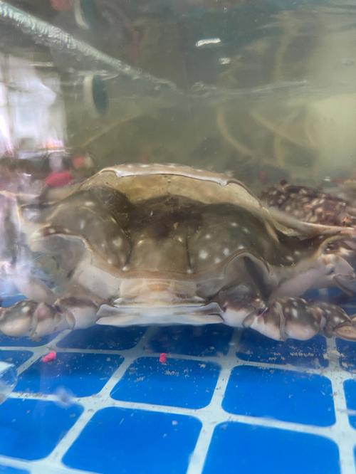 孕妇梦见虾和螃蟹