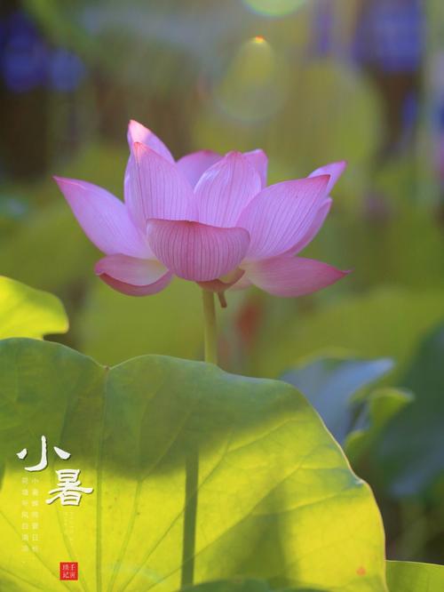 今日小暑,哪些星座避暑鬼点子最多?