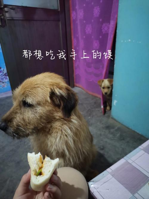 梦到狗狗失而复得预兆