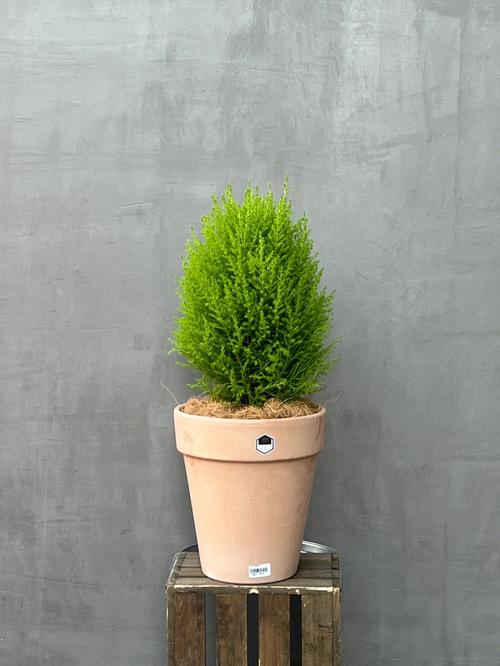 哪些植物不宜放在办公室?