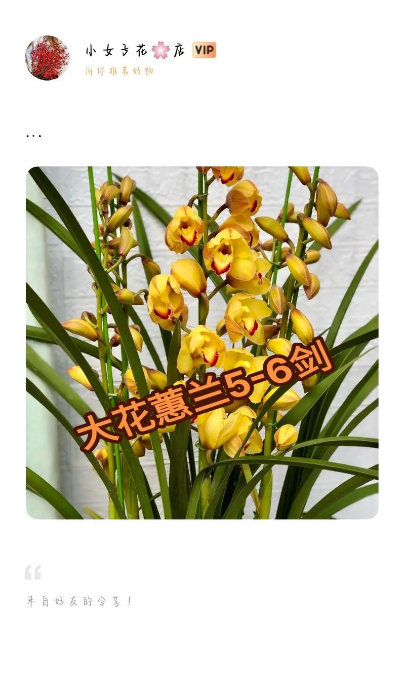 大花蕙兰的花语是什么?大花蕙兰的品种,大花蕙兰的养护