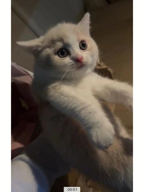 不敢冒险是属牛安于现状的原因
